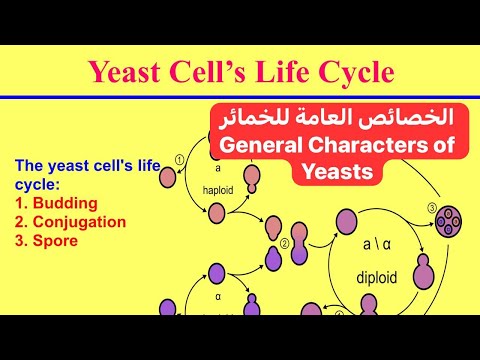الخصائص العامة للخمائر    
