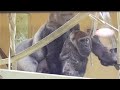 今日は飼育員さんとたくさん遊び、大満足な子ゴリラのキンタロウ♪⭐️Gorilla【京都市動物園】Kintaro was happy to play with the zookeeper today.