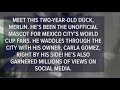 Meet Merlin the Duck!