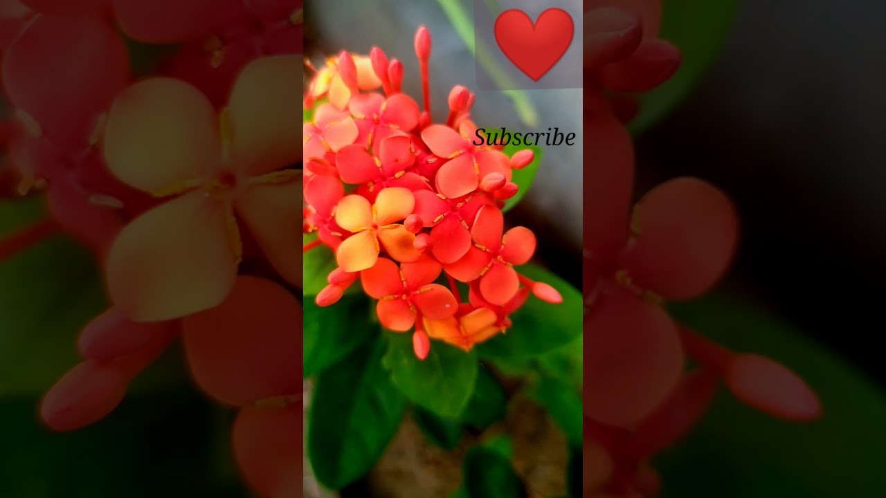 Amazing flowers 🌹 