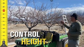 Celebrity Everything I've Learned About Controlling Height of Peach Trees Wealth