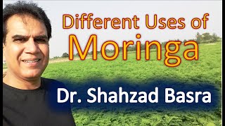 Moringa pakistan kissan growth enhancer shahzad basra.AVI