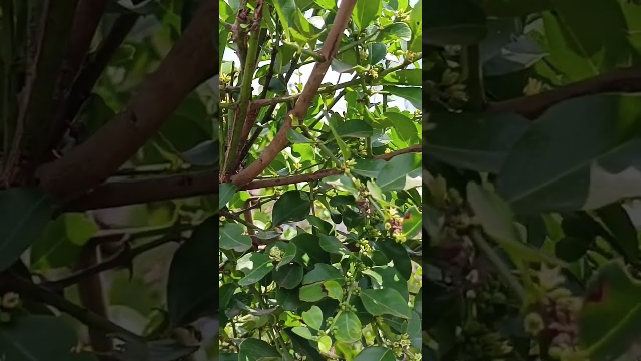 Trees and Bees