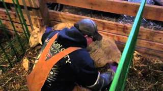 Lamb delivery at cmgkatahdins