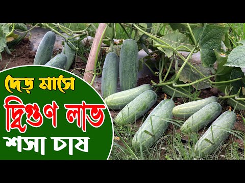 ভিডিও: কীভাবে শসাগুলিকে লিটারের জারে রোল করবেন