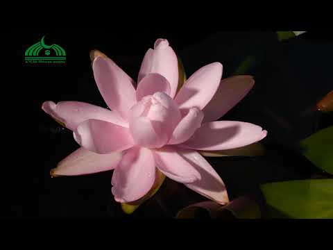 Video: Тынчтык лилиясынын уулуулугу: иттердеги тынчтык лилиясынын уулуулугу жөнүндө билип алыңыз