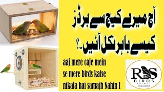 Aaj mere cage main se Birds kaise bahar nikal Aaye..?#birds #lovebirds #rsbirdsaviary #albino #crem