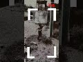 scp 308 scream