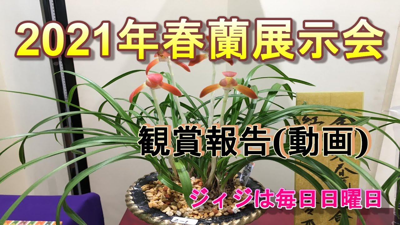 2021年度春蘭展示会鑑賞報告(動画)