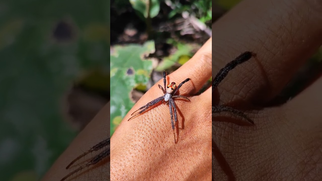 rare spider and millipede 