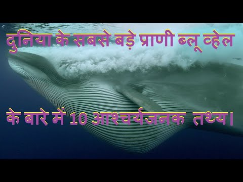 Blue whale facts in hindi ब्लू व्हेल के बारे में 10 चौंका देने वाले तथ्य।