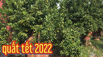 vườn quất chum dù to đẹp giá quất chum tại vườn, quất tết 2022