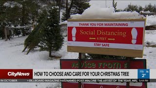 How to choose and care for your Christmas tree