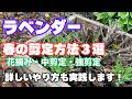 【春のラベンダー剪定方法】花摘み・中剪定・強剪定について実践しながら紹介します！