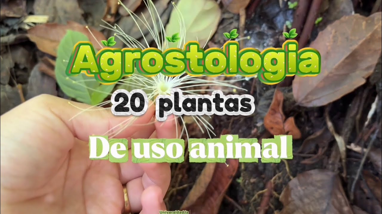 20 plantas de uso Animal- agrostologia 