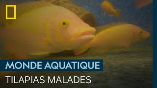 Mystérieuse Épidémie Chez Des Tilapias