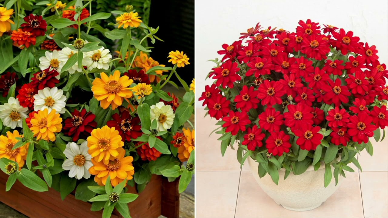 Roberta's 6-pc Zinnia Profusion Mix Series Live Plants on QVC