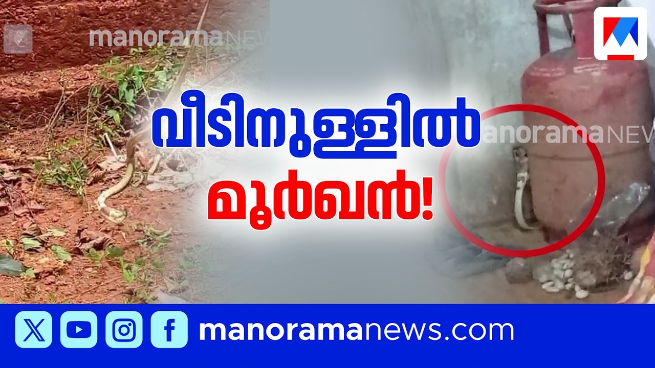 മൂർഖൻ പാമ്പിൽ നിന്ന് കുടുംബത്തെ രക്ഷിച്ച് വളർത്തുപൂച്ചകൾ | Vadakara | Pet Cats | Cobra