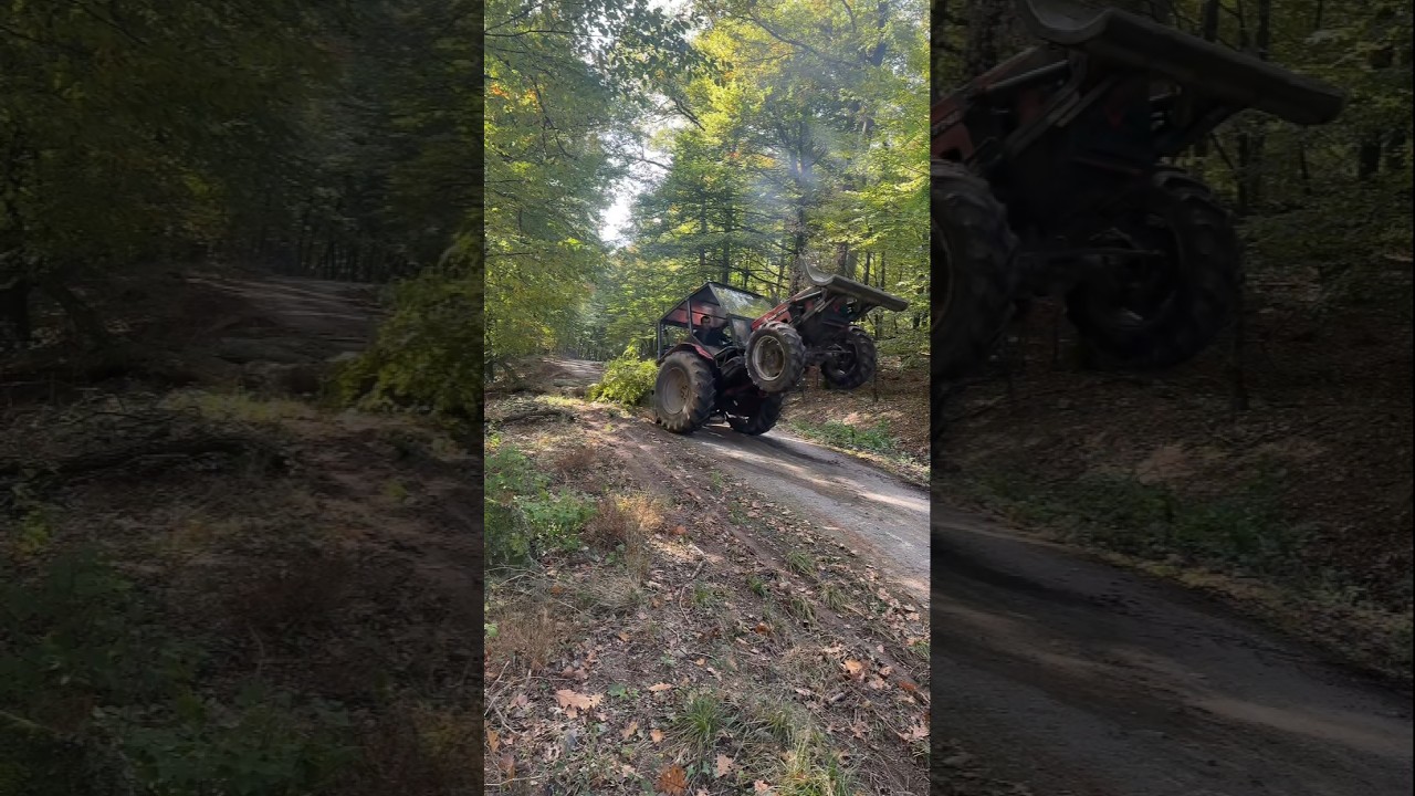🚜💥 Zetor Wheelie! Tractor Lifts Up While Pulling Tree 🌲🔥 