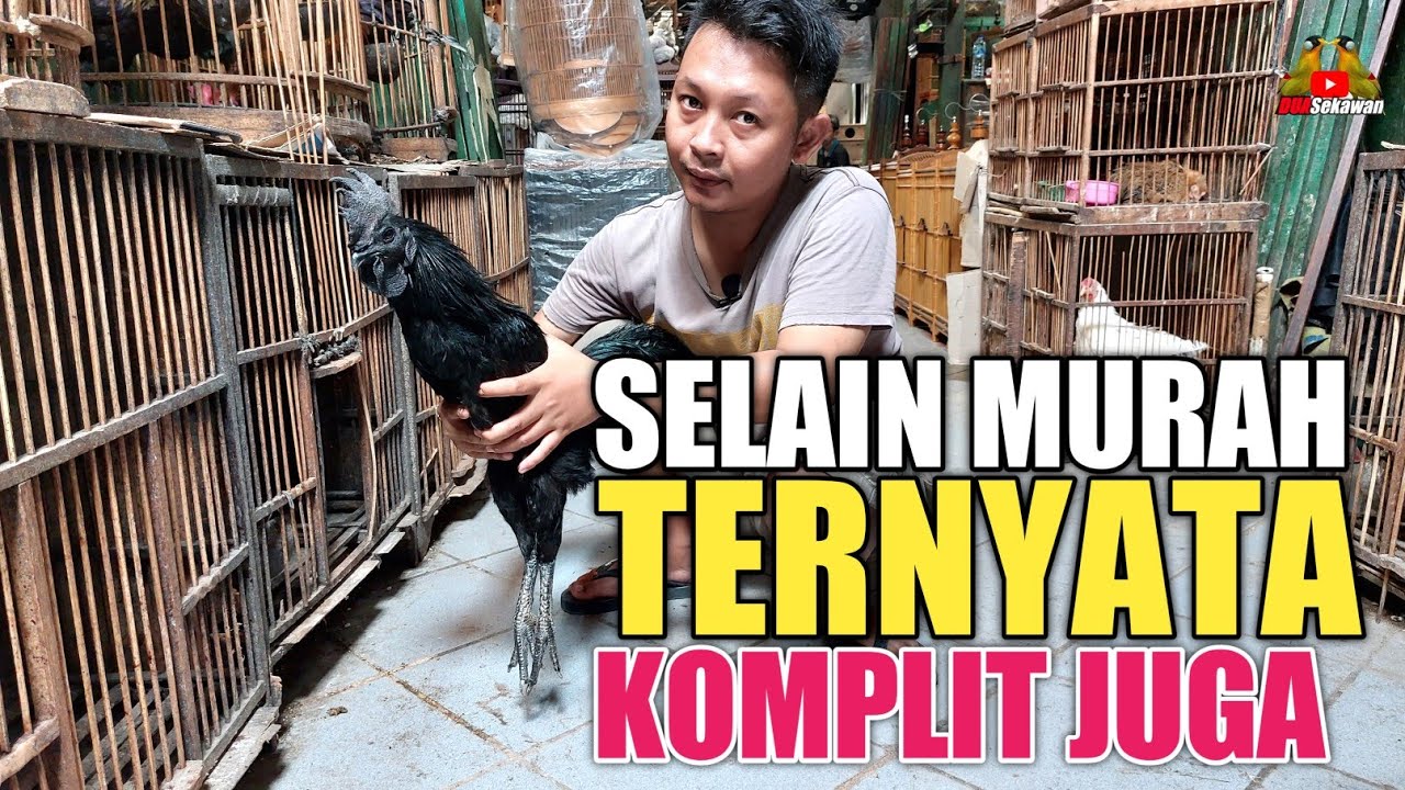 UPDATE HARGA TERKINI ANEKA JENIS AYAM DI PASAR BURUNG PRAMUKA KIOS RENDRA