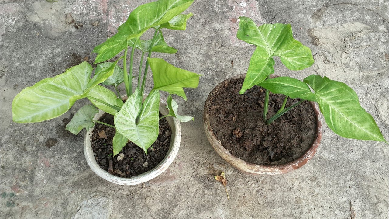 Syngonium /Arrowhead vine plant How to grow & care/ हिंदी Urdu YouTube