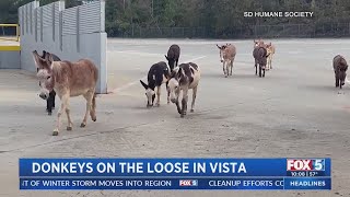 San Diego Humane Society rescues 11 donkeys found roaming streets in Vista