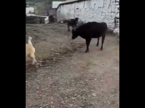 Cow helping friend dog in fight