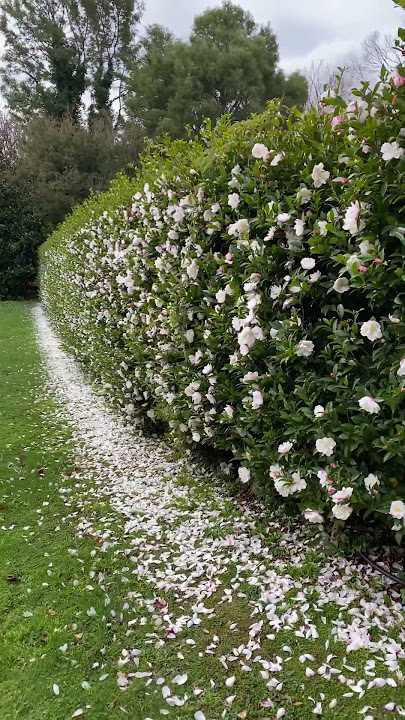 Camellia Sasanqa