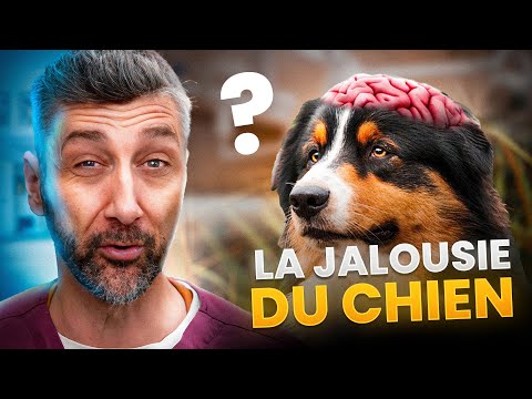 Jalousie canine :