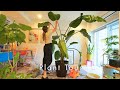 Plant Tour🪴Japanese Mom's How to Repot Houseplants | Living with Plants