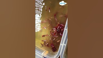 # SHORTS THỨC ĂN TỐT NHẤT CHO CÁ BETTA MÙA DỊCH | TRẦN TÈO KHUYÊN DÙNG