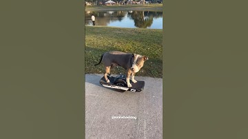 This dog can Onewheel better than you #onewheel #onewheeldog #dog