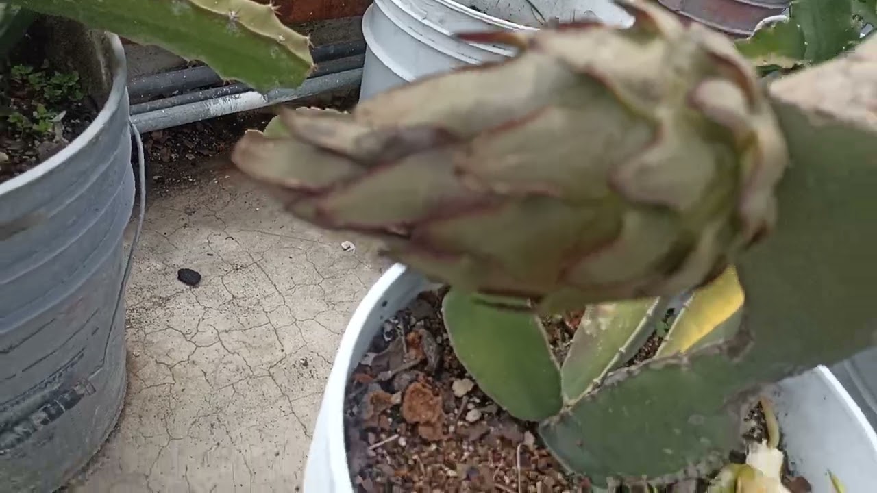 Recorrido/Tour mostrando múltiples variedades de Pitahayas, sus botones florales, flores y frutos