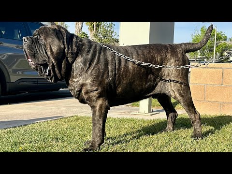 American Molossus 3rd, 4th and 5th generations