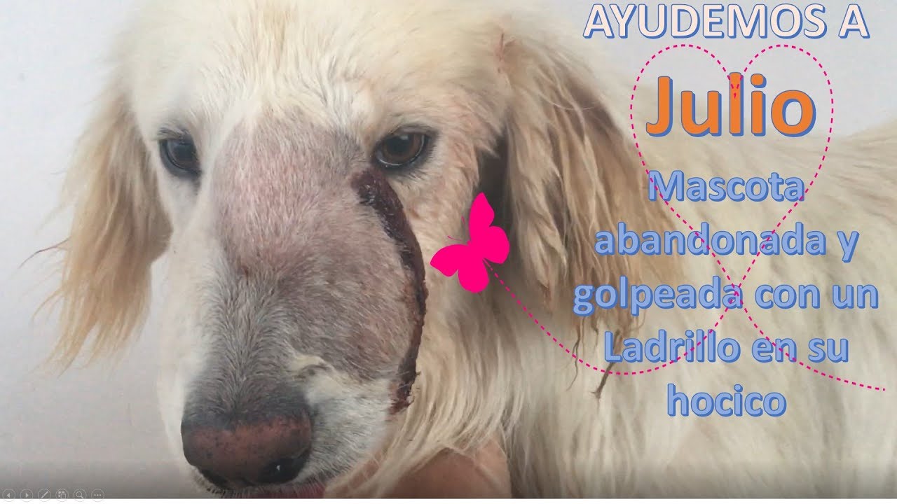 LA HISTORIA DE JULIO UN PERRO GOLPEADO ABANDONADO Y RESCATADO EN BOGOTA antivirus software reviews