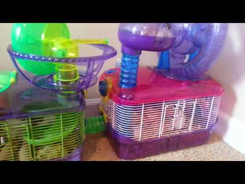 Como limpar sua gaiola gerbil