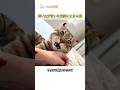 飼い主が泣いた瞬間に止まる猫