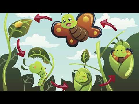 人教版语文二年级下册课文22 小毛虫