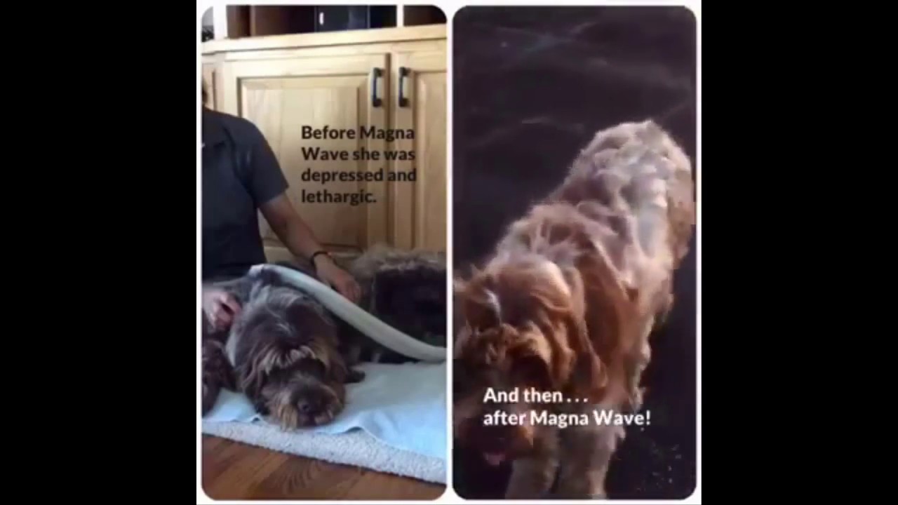 PEMF for Dogs Magna Wave Pet Testimonial YouTube