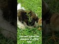 little beauty/pet family vlog #viralvideos #viralstory #viralnow #viralreels #viralmoment #newreel
