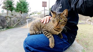 一休みしようと座ったら、キジトラ猫が速攻でひざの上に乗ってきたwww