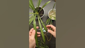 404hermit plays on a plant using Biotron 🌿🎶 #playtronica #noiseart #drone #experimentalnoise