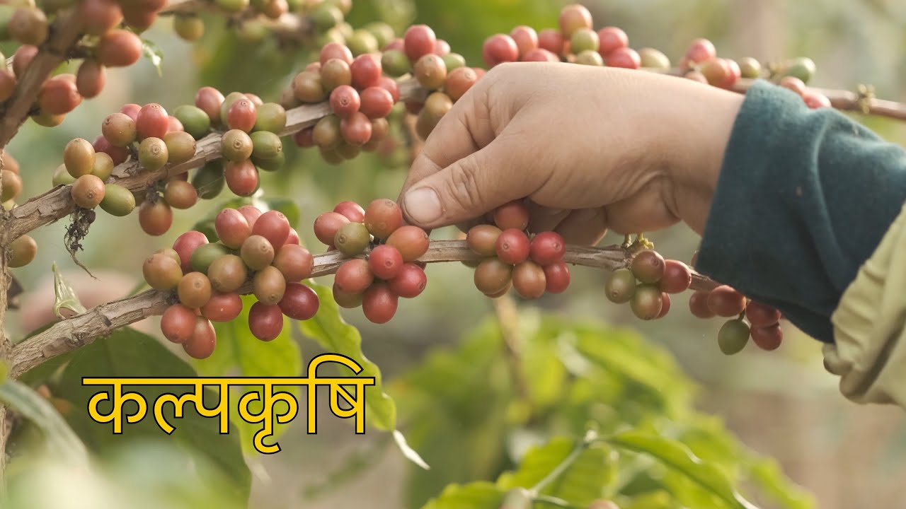 Making a Cup of Coffee From Scratch, Nepal बोटदेखि कपसम्म कफी | Kalpa Krishi कल्पकृषि