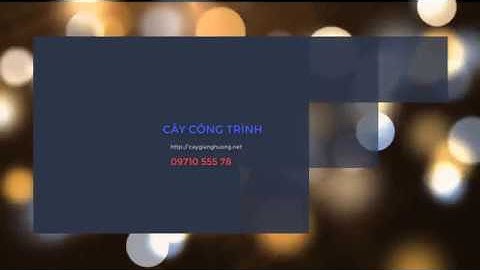 Cây giáng hương cổ thụ Tại Bình Long - Bình Phước