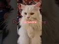 #cat #cats #catshorts #kucing #kucinglucu #dancingcat #videokucing #lovelycat #cutecat #kitten