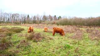 Vlog Natuurmonumenten Schinveldse Bossen