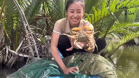 Về Cà Mau Bắt Cua Tôm Đã Tay | Cẩm Vân CGMT #354