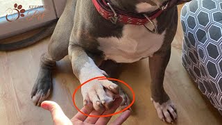 09 Dog Breeds With Webbed Feet (Top Swimmer Dogs)