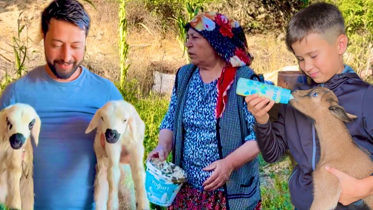 EYVAH ANNEM GÖRMESİN / BAHÇEYİ KEÇİLER BATIRDI / YUMURTALARI KİM ÇALIYOR / İKİZ KUZULARIMIZ OLDU