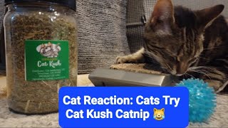 Cat Reaction:  Cats Try Cat Kush Catnip 😹 by Frolicking Felines 31 views 3 months ago 2 minutes, 49 seconds